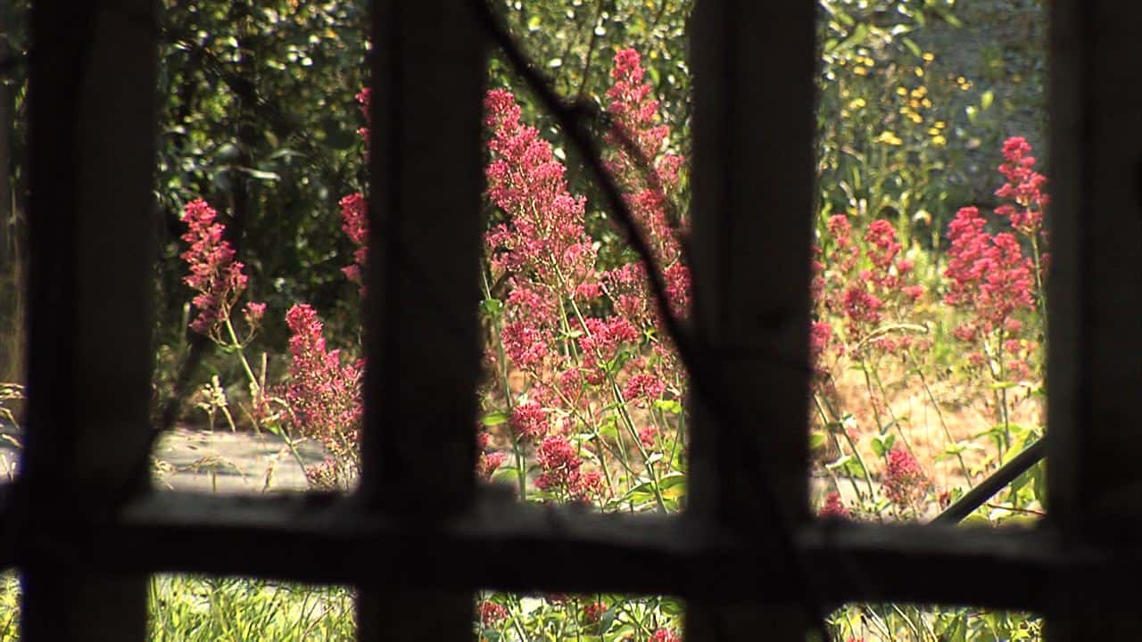 Cell window overlooking blooming flowers.