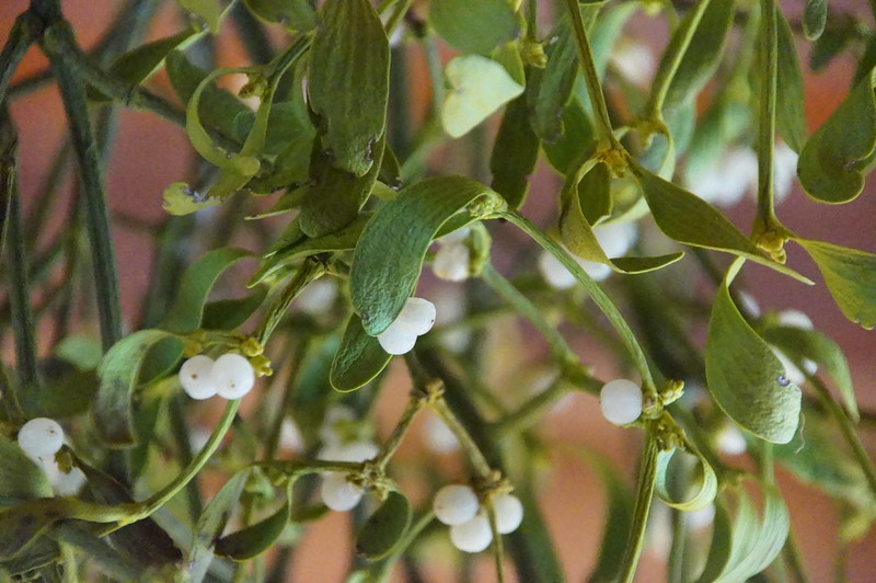 Mistletoe might be festive, but it’s actually a tree-plundering parasite