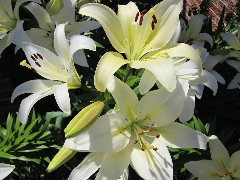 Coronavirus is changing funerals and how we deal with the dead