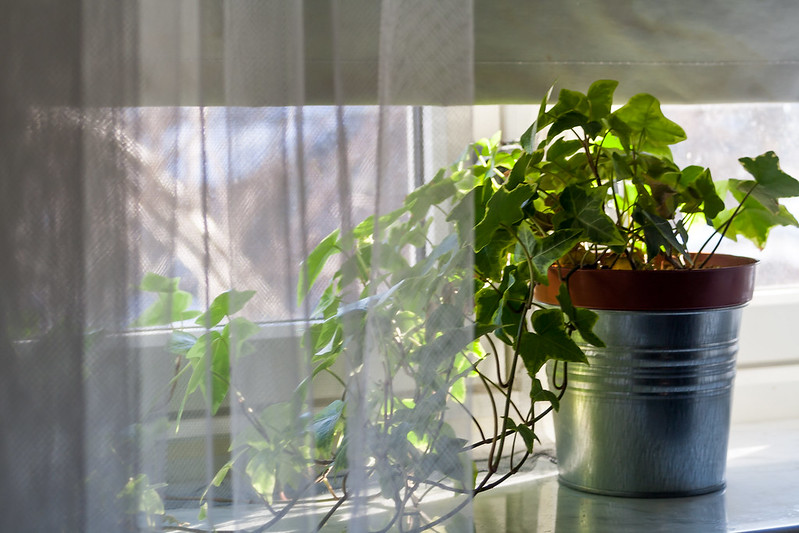 House plants were our link with nature in lockdown – now they could change how we relate to the natural world
